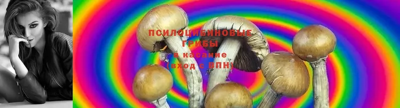 KRAKEN как зайти  Кувшиново  Псилоцибиновые грибы Magic Shrooms 